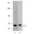 Recombinant GST protein (20ng, Lane 1) and 293 cellular lysates transfected with a GST expression vector (20µg, Lane 2) were probed with anti-GST (1µg/ml). Arrow indicates GST (~26kDa) and GST-fustion protein (~29kDa).