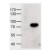 HEK293 overexpressing human ABCD1 and probed with ABCD1 Antibody AP09620PU-N at 1 µg/ml (mock transfection in first lane).