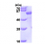 Recombinant human SQSTM1, 1-356 aa, His-tagged: 15% SDS-PAGE (3 µg) 
