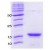 Recombinant Human Alpha-Synuclein / SNCA (A53T Mutant): 15% SDS PAGE