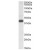 Anti-A4GNT (AP10040PU-N)(1µg/ml) staining of K562 lysate (35µg protein in RIPA buffer). Primary incubation was 1 hour. Detected by chemiluminescence.