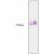 Figure 1. Western Blot of 10 µl conditional medium reduced by beta-Mercaptoethanol using KLK5 antibody (1/1000). The antibody is conjugated to Alkaline Phosphatase.