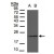 Figure 1. Western Blot using RAMP2 antibody (AP20038PU-N at 1/1000 dilution):
Sample(30 µg whole cell lysate)
A: MOLT4
B: Raji
12% SDS PAGE