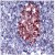 AP15780PU-N SOCS2 antibody staining of Human Pancreas.