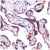 Figure 1. AP15781PU-N SOCS3 antibody staining of Human Placenta.
