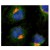 SM5094 TGN38 antibody staining of NRK cells by Immunofluorescence.