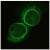 BP4500 Nesprin-1 antibody staining of Nesprin (C1) in C2C12 myoblasts by Immunofluorescence.