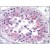 AM03078PU-N Apolipoprotein J antibody staining of Formalin-Fixed Paraffin-Embedded Human Testis at 10 µg/ml.