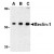 AP20054PU-N Beclin-1 antibody staining of 293 cell lysate by Western Blotting at (A) 0.5, (B) 1 and (C) 2 μg/ml.