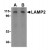 AP20058PU-N CD107b/LAMP2  antibody staining of HepG2 cell lysate by Western Blotting at (A) 1 and (B) 2 μg/ml.
