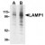 AP20059PU-N CD107a/LAMP1 antibody staining of EL4 cell lysate by Western Blotting at (A) 1 and (B) 2 μg/ml.