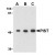 AP20060PU-N PIST antibody staining of Rat Colon Cell Lysate by Western Blotting at (A) 1 and (B) 2 and (C) 4 μg/ml.