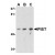 AP20061PU-N PIST antibody staining of PC-3 Cell Lysate by Western Blotting at (A) 1, (B) 2 and (C) 4 μg/ml.