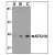 AP20062PU-N ATG10 antibody staining of SK-N-SH Cell Lysate by Western Blotting at (A) 0.5, (B) 1 and (C) 2 μg/ml.