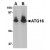 AP20063PU-N ATG16 antibody staining of HeLa Cell Lysate by Western Blotting at (A) 1 and (B) 2 μg/ml.