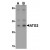 AP20064PU-N ATG3 antibody staining of Mouse kidney tissue Lysate by Western Blotting at (A) 1 and (B) 2 µg/ml