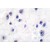 Immunohistochemistry (IHC) analysis of GABA-RB antibody in paraffin-embedded human brain tissue.