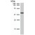 Western blot: Detection of Cytokeratin 19 in MCF-7 cell lysate by BA-17 Monoclonal antibody.