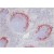 Immunohistochemistry: SM066B Metallophilic Macrophages antibody staining of Mouse Spleen Frozen Section.