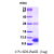 Recombinant human S100B, 1-92 aa, His-tagged
