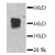 Western blot detection of GFP-MIP2 fusion protein in
transfectant by anti-GFP antibody.