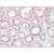 Immunohistochemistry: AM01230PU-N SOD1 antibody staining of Formalin-Fixed, Paraffin-Embedded Human Kidney at 15 µg/ml followed by biotinylated anti-mouse IgG secondary antibody, alkaline phosphatase-streptavidin and chromogen.