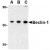 Western blot analysis of Beclin-1 in 293 cell lysate with AP30135PU-N Beclin-1 antibody at (A) 0.5, (B) 1 and (C) 2 μg/ml.