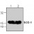 Western blot analysis of SOD expression with Jurkat cell lysates (Lane 1, 2).