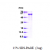 Recombinant human Tau, 1-352 aa, His-tagged