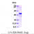 Recombinant human HIF1A, 576-785 aa, His-tagged