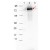 Western Blot showing detection of 0.1 µg of recombinant p27 protein. 
Lane 1: Molecular weight markers. 
Lane 2: MBPp27 fusion protein (arrow; expected MW: 73.3 kDa). 
Lane 3: MBP alone. Protein was run on a 4-20% gel, then transferred to 0.45 µm nitrocellulose. After blocking with 1% BSA-TTBS (MB-013, diluted to 1X) overnight at 4°C, primary antibody was used at 1/1000 at RT for 30 min.
HRP-conjugated Goat-Anti-Rabbit R1454HRP secondary antibody was used at 1/40,000 in MB-070 blocking buffer and imaged on the VersaDoc™ MP 4000 imaging system (Bio-Rad).