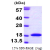 Recombinant human MAP1LC3A, 1- 120 aa, His-tagged