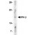 Western blot analysis of IFN-b in A-20 cell lysate with AP30401PU-N IFN-b antibody at 5 μg/ml.