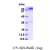 Recombinant human STAT1, 1-712 aa, His-tagged

