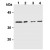 Western blot analysis: AM20177AF-N Syntaxin-6 antibody staining of Mouse brain (Lane 1), Rat brain (Lane 2), WR19L cells (Lane 3), PC12 cells (Lane 4).