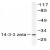 Western blot (WB) analysis of of 14-3-3 zeta antibody in extracts from 293 Forskolin 40nM 30' NIH/3T3 PMA 250ng/ml 5' cells.