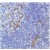 Human reactive lymph node stained with anti-CD278 antibody AM20270PU