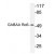 Western blot (WB) analysis of GABAA Rα6 antibody (AP21175PU-N) in extracts from Jurkat cells.