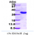 Recombinant human HSD17B14, 1-270aa, His-tagged