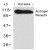 Western blot analysis of extracts from Rat testis tissue using Androgen Receptor antibody AP09465PU