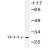 Western blot (WB) analysis of 14-3-3 gamma pAb in extracts from K562 cells treated with insulin 0.01U.