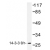 Western blot analysis of 14-3-3 θ/τ antibody (AP20329PU-N) in extracts from HeLa cells.