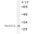Western blot (WB) analysis of 14-3-3 zeta pAb in extracts from HeLa cells.