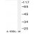 Western blot (WB) analysis of 4-1BBL pAb in extracts from HUVEC cells.