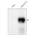 Western analysis with anti-Mouse VEGFR-3/FLT-4 antibody DM3505P at 5 µg/ml (Lysate of 2x10e6 cells).