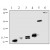 Western blot (ECL) detection of different His-tagged proteins. For Western blot analysis each lane was loaded with 12,5-50 ng with the following His-tagged proteins:
Lane 1: TbTX, Lane 2: IL-3, Lane 3: VEGF121, Lane 4: PlGF-1, Lane 5: Lac I repressor, Lane 6: soluble FLT-4.