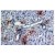 Figure 1. Immunohistochemistry on Mouse Liver Sections using BM4019 Monoclonal antibody (ER-MP20)
