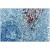 AMC Staining of Rat spleen sections using Ki-M2R antibody (frozen section) Cat.No.BM4003