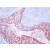 BM4068 Cytokeratin antibody staining of Human Tonsil Frozen Section.