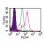 Intracellular Flow Cytometry of TLR1 in Human PBMCs (monocyte-gated) using SP7341P at 0.5 µg/10e6 cells. Shaded histogram represents cells without antibody, green represents Isotype Control, red represents TLR1 antibody. PE conjugated Goat anti-Rabbit PE secondary antibody was used.